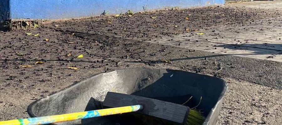 ZELADORIA NO ENTORNO DA ESCOLA MUNICIPAL OSVALDO CRUZ E PLANTAÇÕES DE MAIS FLORES NA AV. SÃO JORGE.